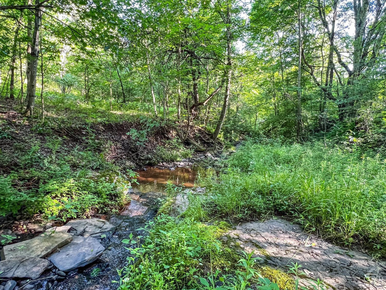 0 Scotch Hill Road Bloomville, NY 13739 - Photo 23 of 40 a view of a garden with plants and large trees
