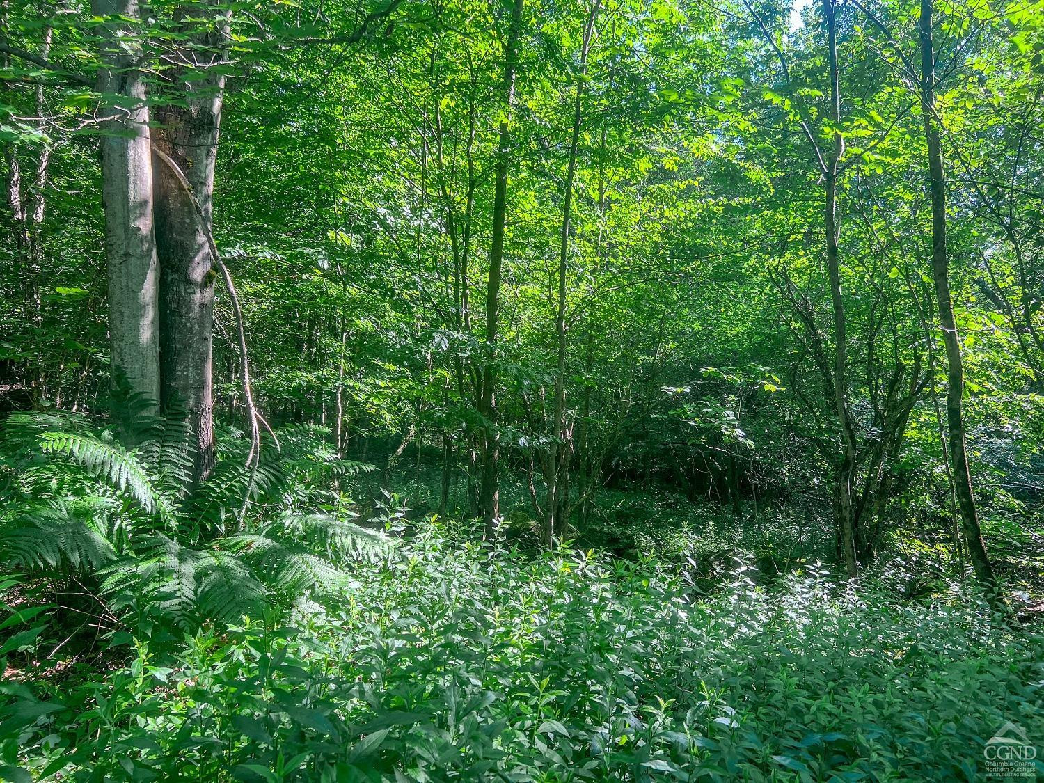 0 Scotch Hill Road Bloomville, NY 13739 - Photo 27 of 40 a view of a lush green forest