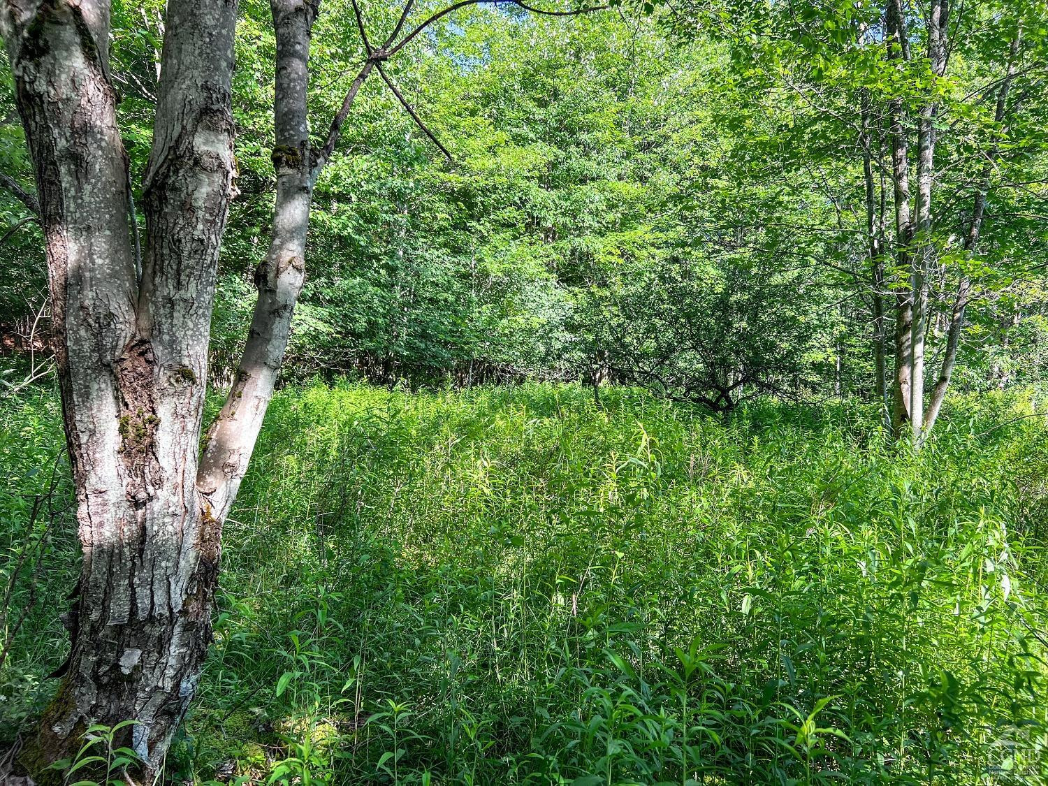 0 Scotch Hill Road Bloomville, NY 13739 - Photo 28 of 40 a backyard of a house with lots of green space
