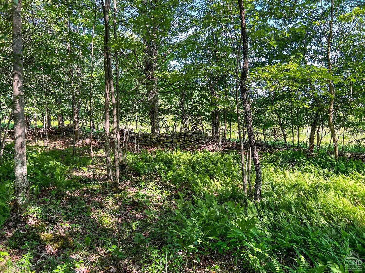 0 Scotch Hill Road Bloomville, NY 13739 - Photo 29 of 40 a lush green forest with lots of trees