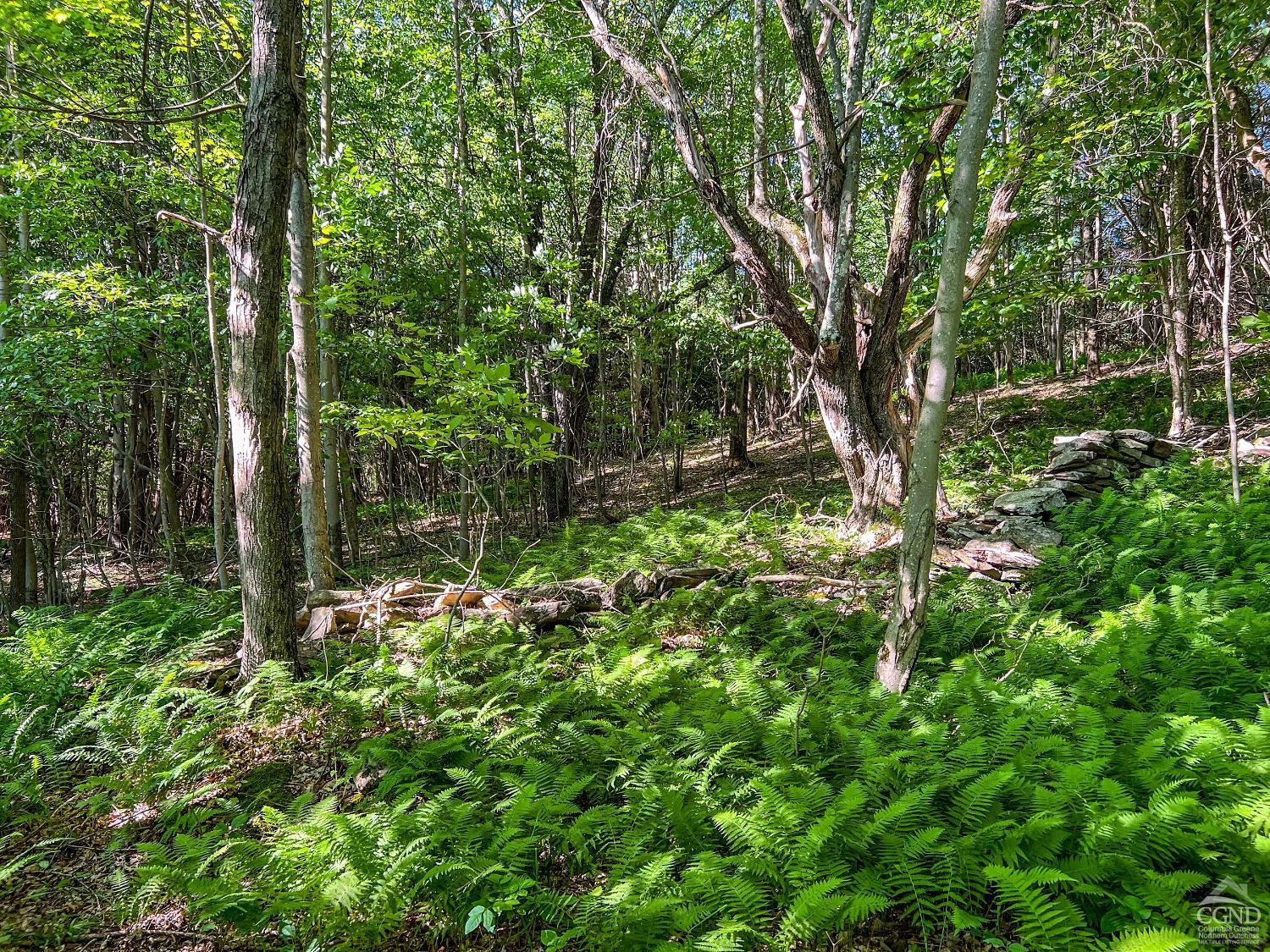 0 Scotch Hill Road Bloomville, NY 13739 - Photo 33 of 40 a view of a tree in a garden