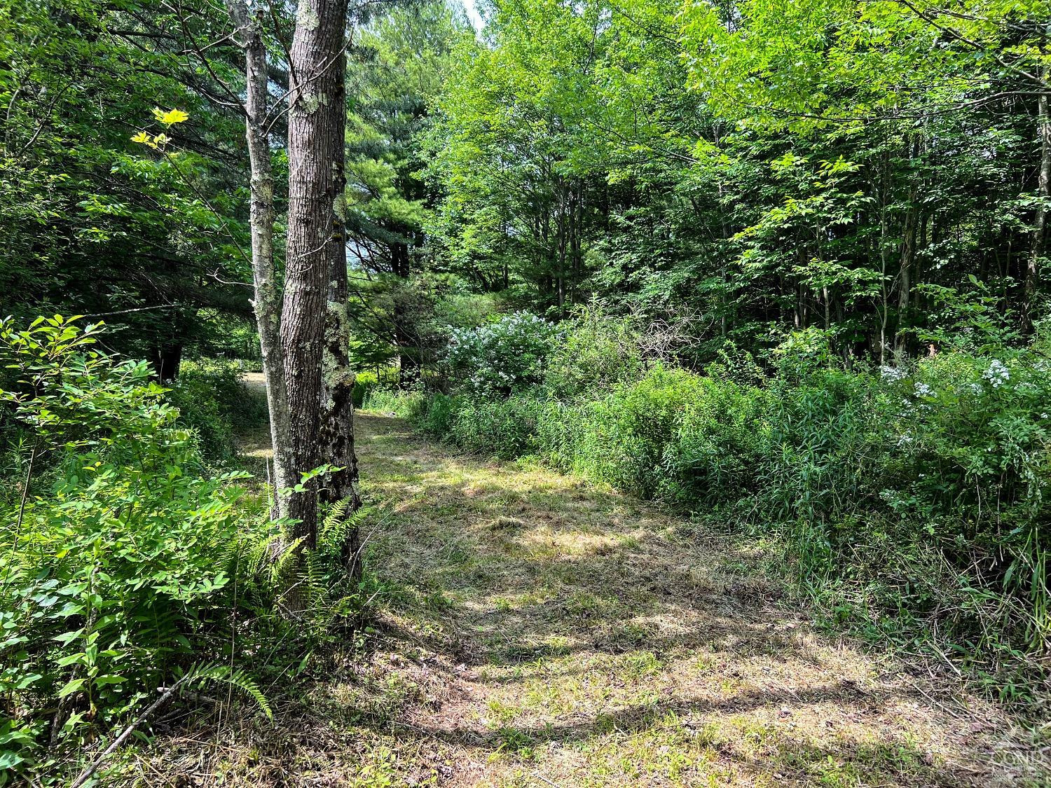 0 Scotch Hill Road Bloomville, NY 13739 - Photo 39 of 40 a view of a yard with plants and a large tree
