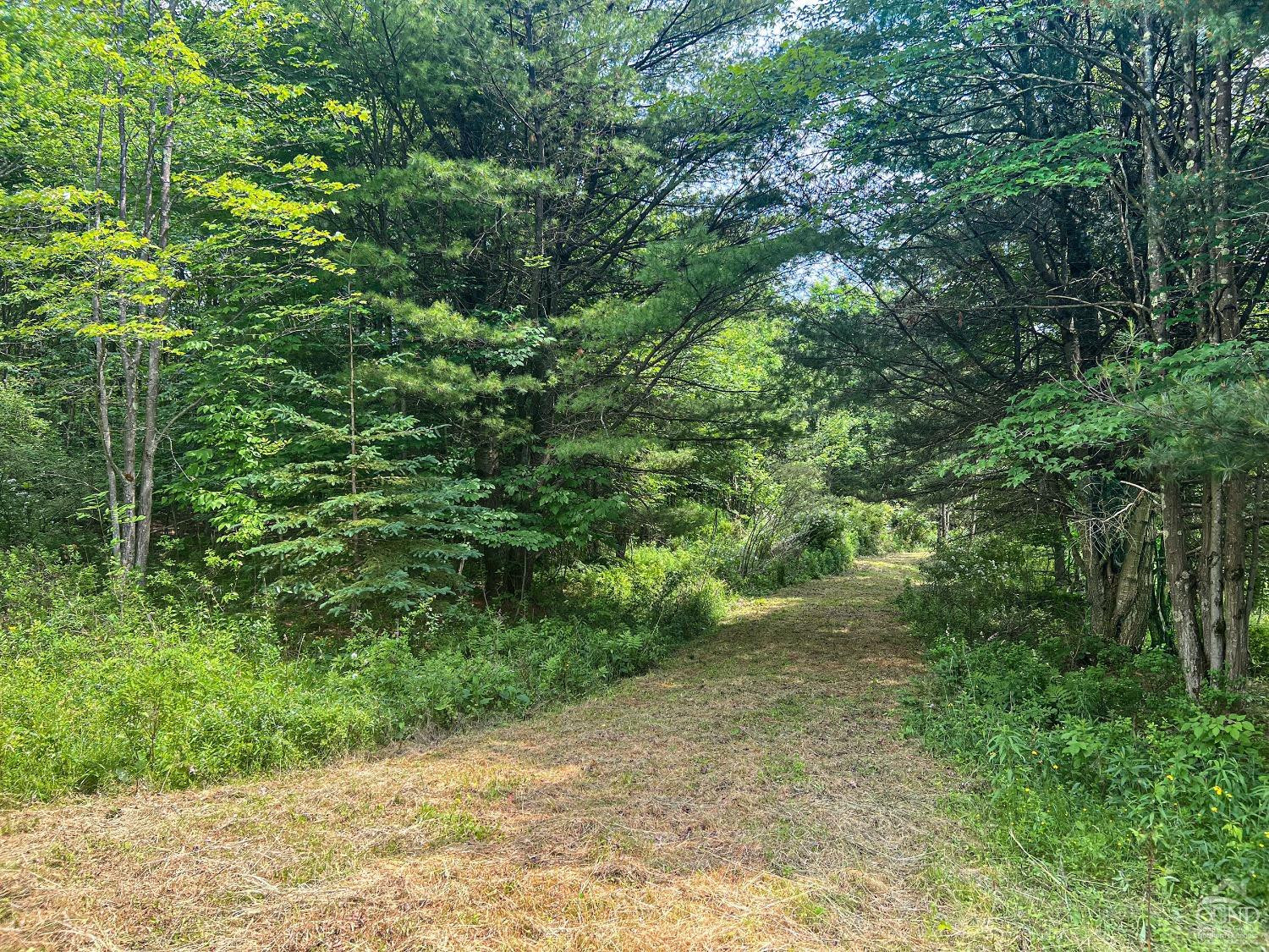 0 Scotch Hill Road Bloomville, NY 13739 - Photo 4 of 40 a view of a forest with a tree