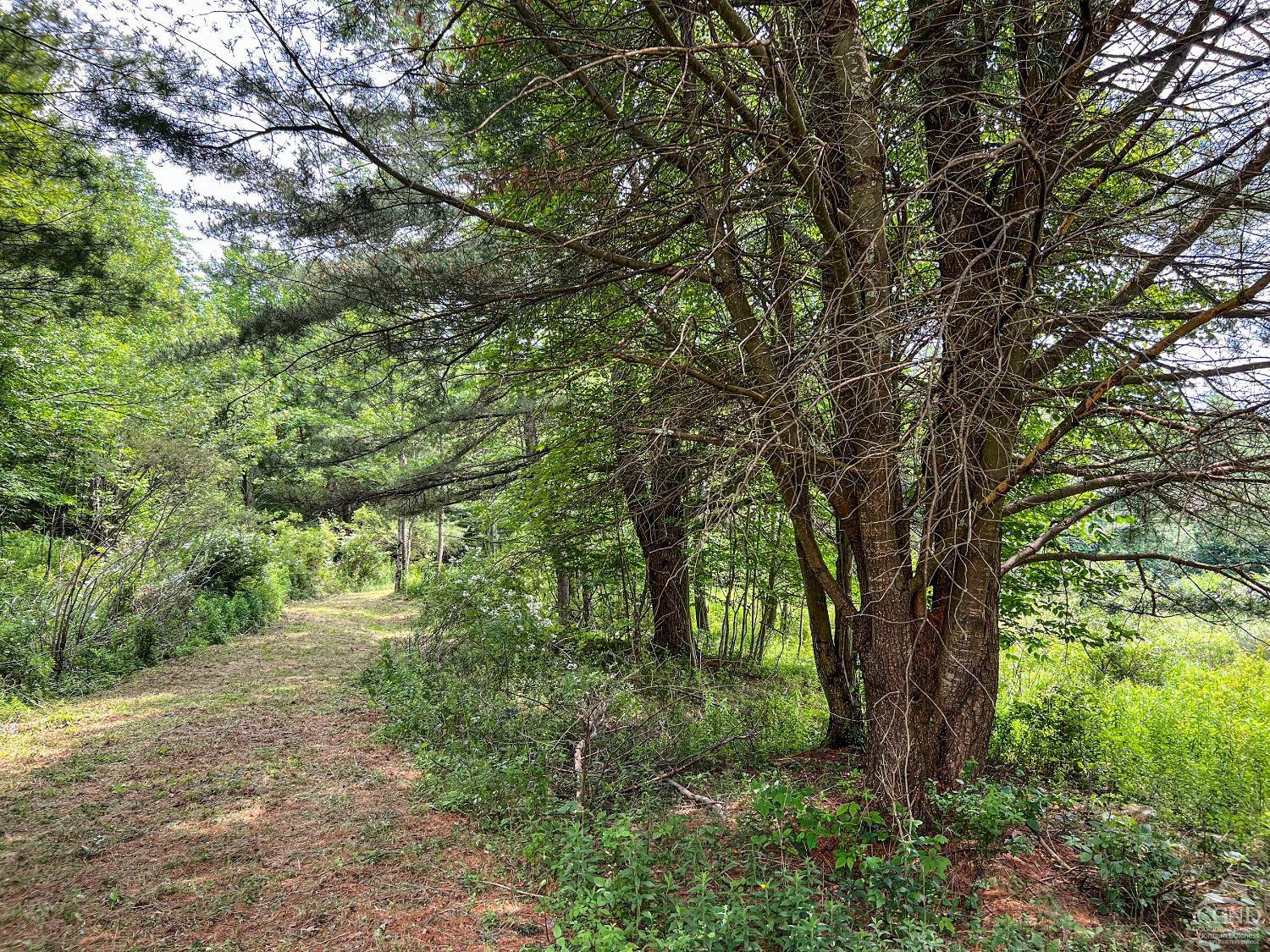 0 Scotch Hill Road Bloomville, NY 13739 - Photo 5 of 40 a view of forest