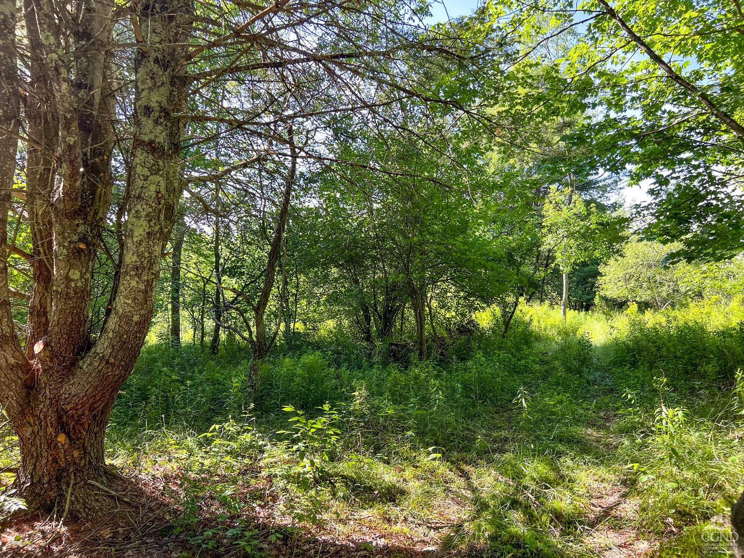 0 Scotch Hill Road Bloomville, NY 13739 - Photo 6 of 40 a view of lush green forest