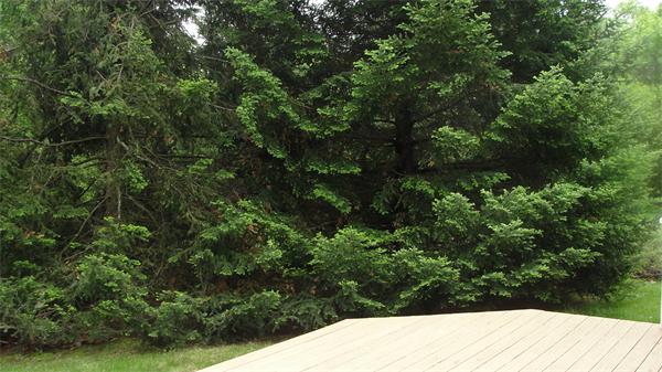 367 Conant Road Weston, MA 02493 - Photo 18 of 22 a view of a tree in a yard