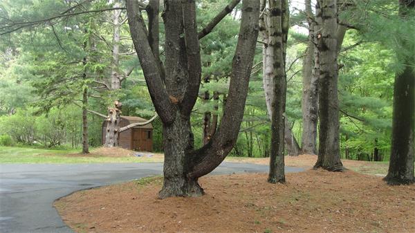 367 Conant Road Weston, MA 02493 - Photo 20 of 22 a tree in the middle of a yard