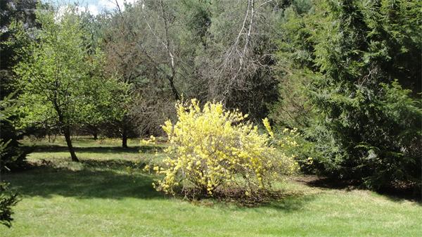 367 Conant Road Weston, MA 02493 - Photo 3 of 22 a view of outdoor space and yard