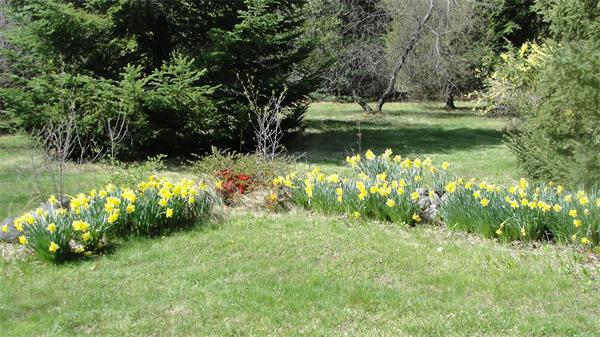 367 Conant Road Weston, MA 02493 - Photo 4 of 22 a view of a garden with a tree