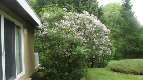 367 Conant Road Weston, MA 02493 - Photo 5 of 22 a view of a house with a tree