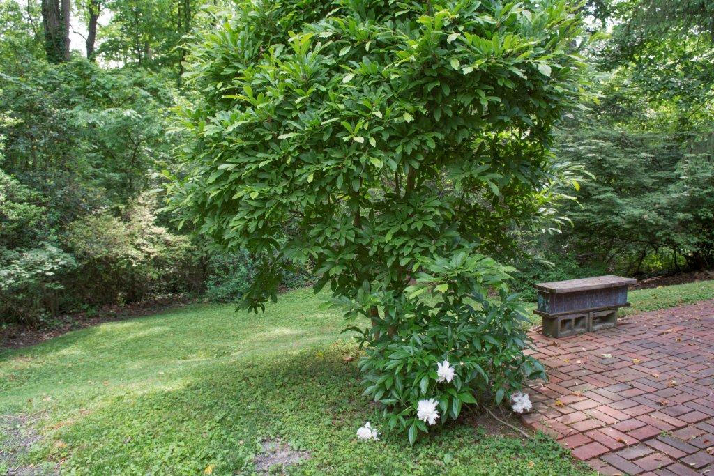 103 Disston Road Oak Ridge, TN 37830 - Photo 24 of 24 24 back landscaping, woods
