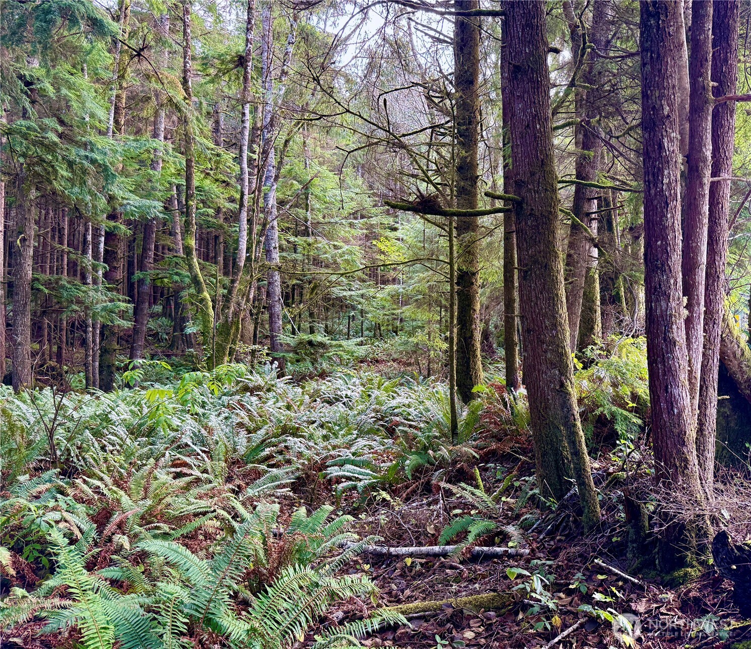0 Copalis Beach Road Copalis Beach, WA 98535 - Photo 1 of 31
