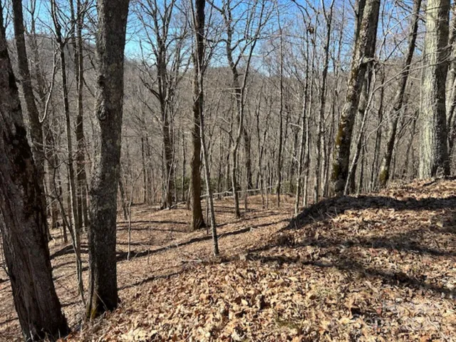 a view of a backyard with trees