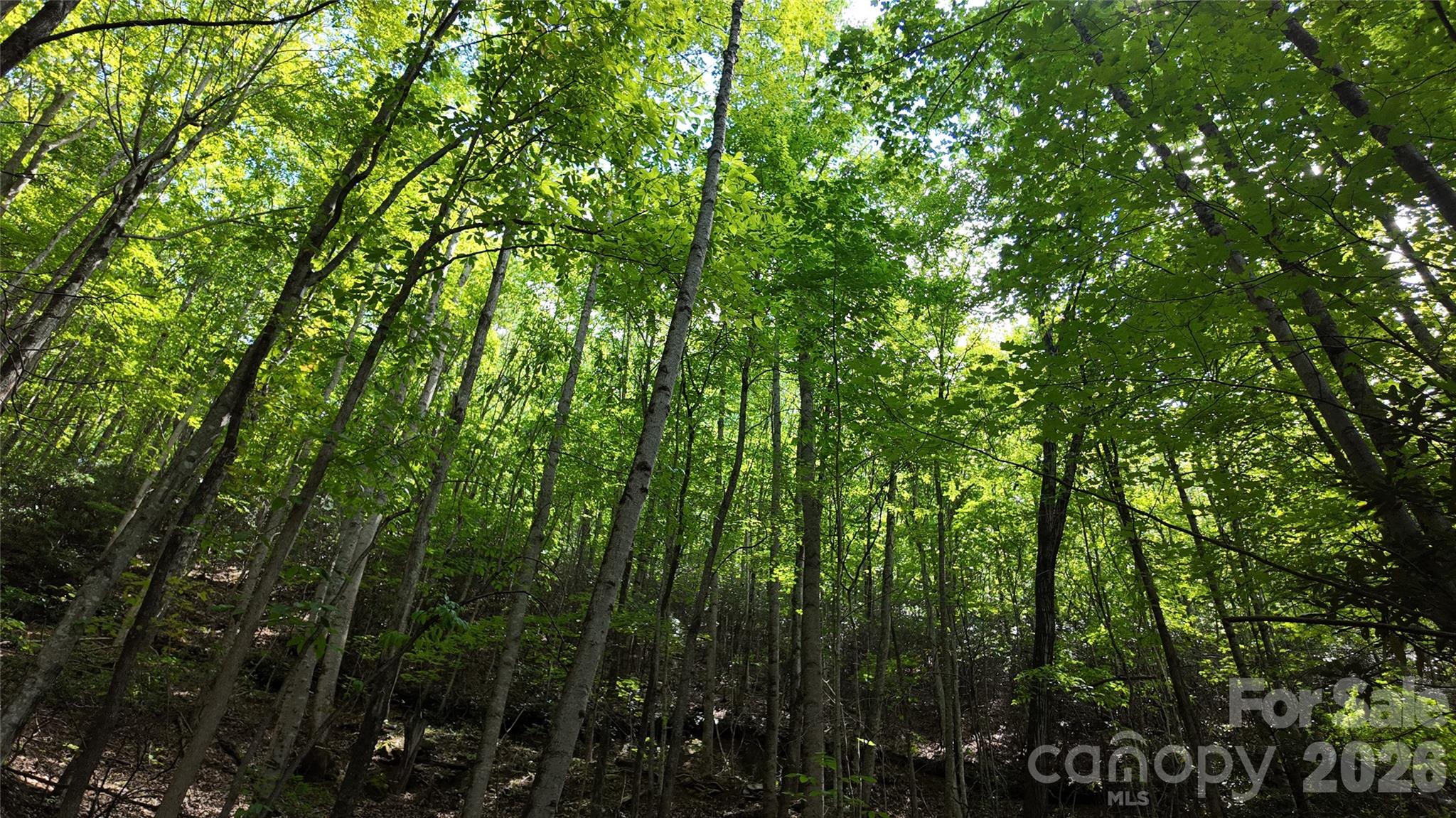 99999 Saw Branch Road Candler, NC 28715 - Photo 12 of 37 Gallery Image 12