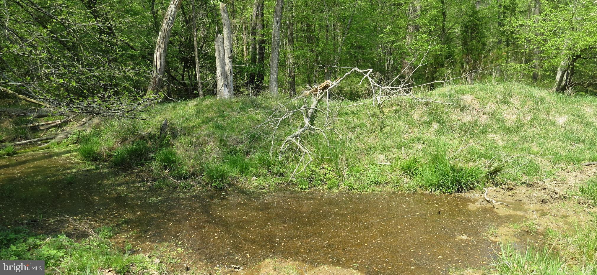 29408 Mine Run Road Unionville, VA 22567 - Photo 4 of 16 Wooded area with the small pond