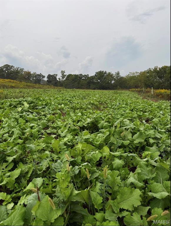 Tbd Van Horn Road Bland, MO 65014 - Photo 22 of 47