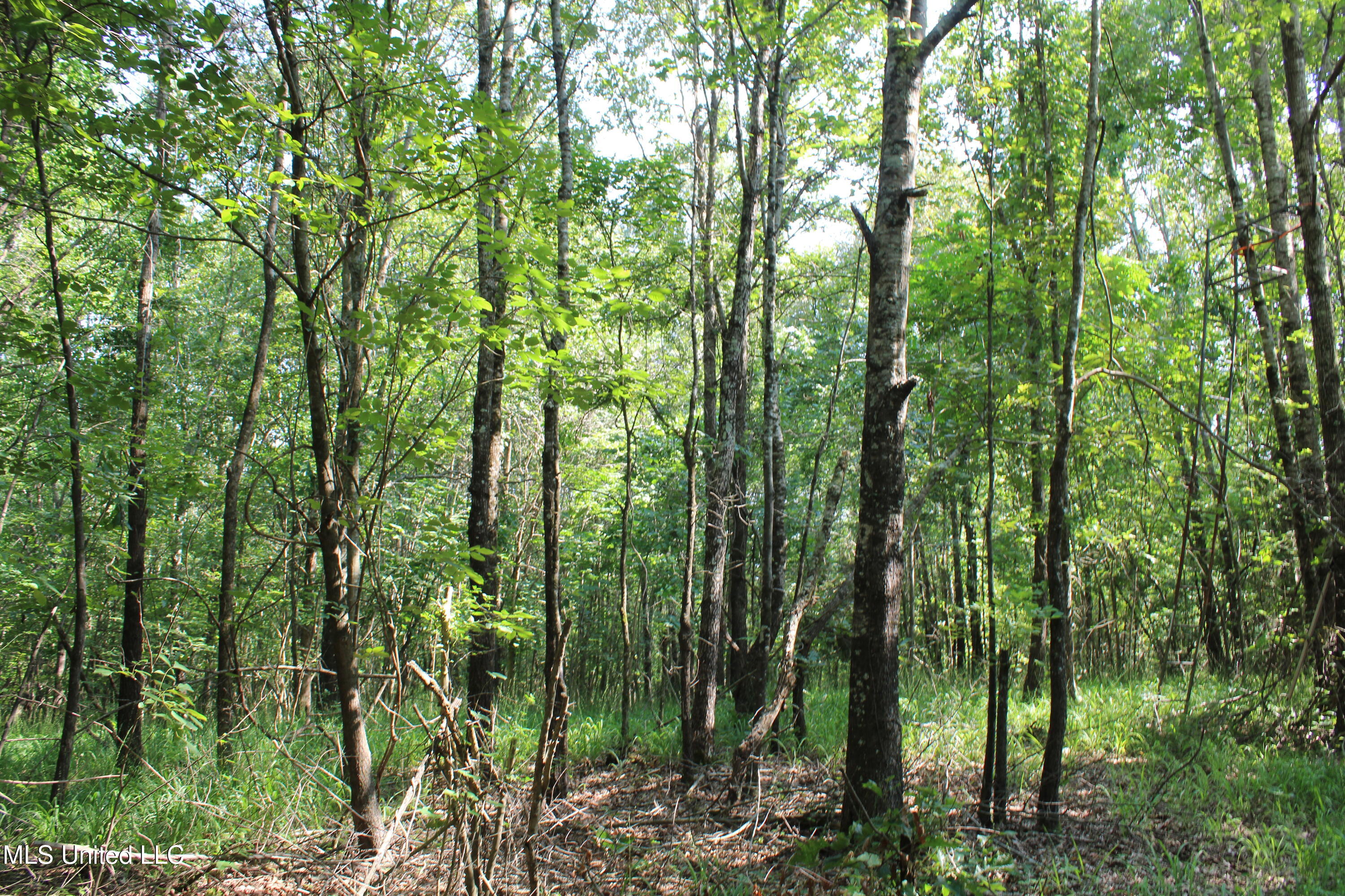 3466 Bethel Road Olive Branch, MS 38654 - Photo 84 of 86 IMG_1734