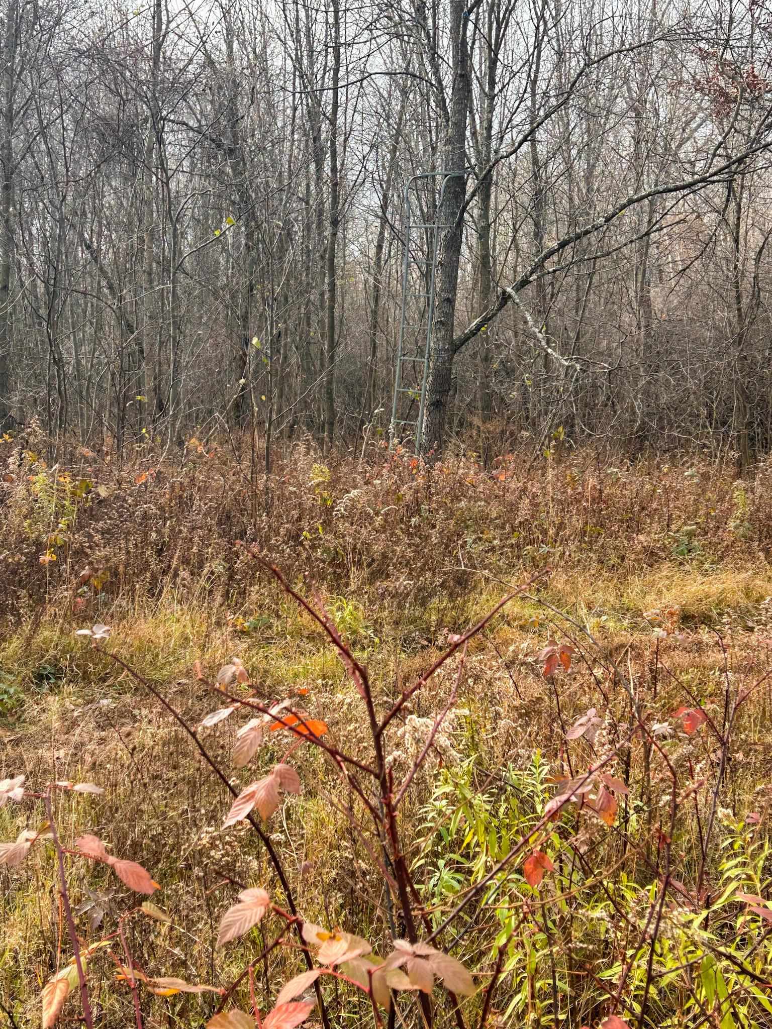 40-acres Hilts Road Gladwin, MI 48624 - Photo 21 of 37