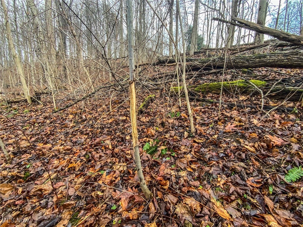 0 New Cut Road Shadyside, OH 43947 - Photo 22 of 37 View of local wilderness