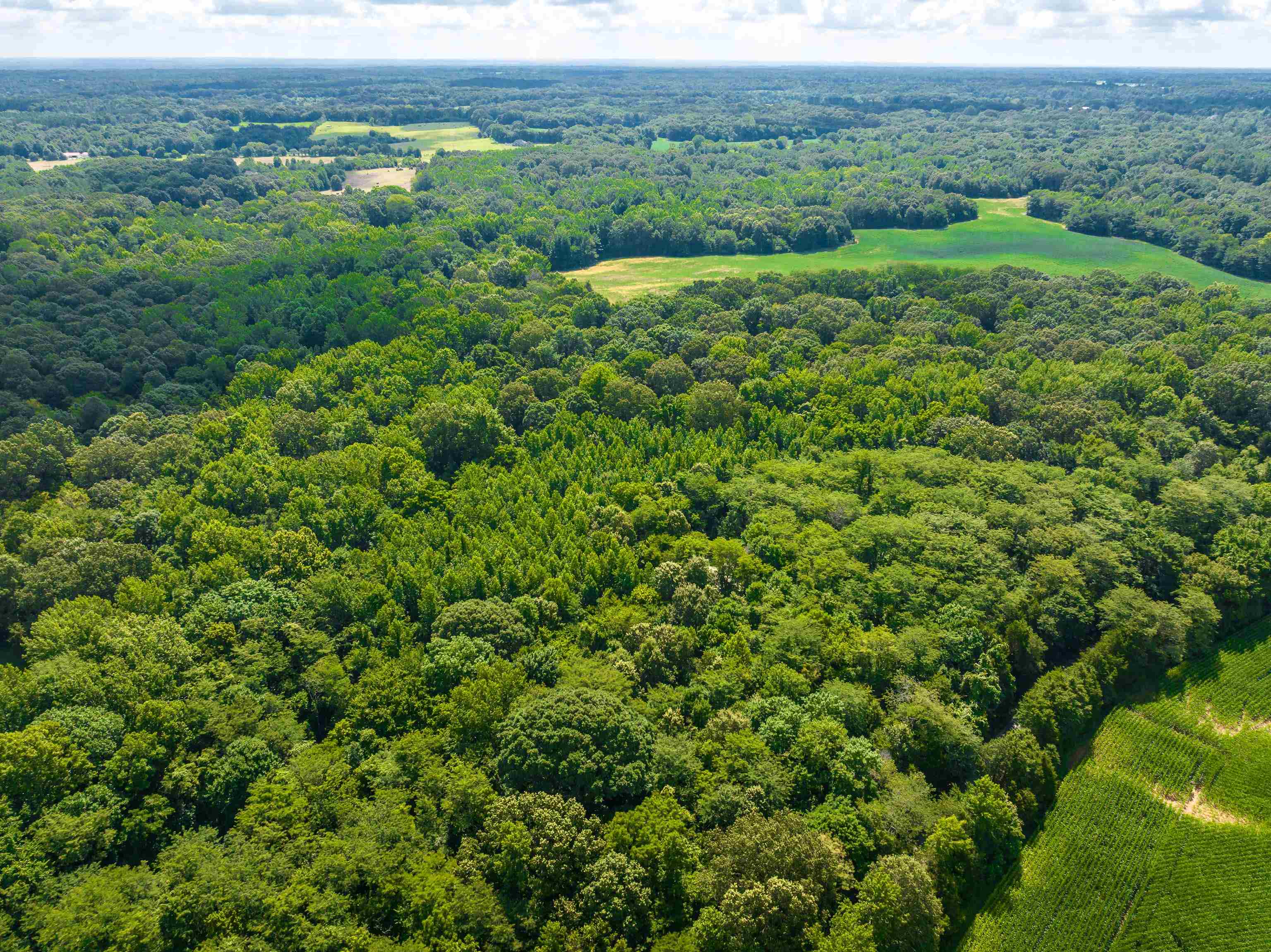 0 Jim Hardister Road Whiteville, TN 38075 - Photo 8 of 22