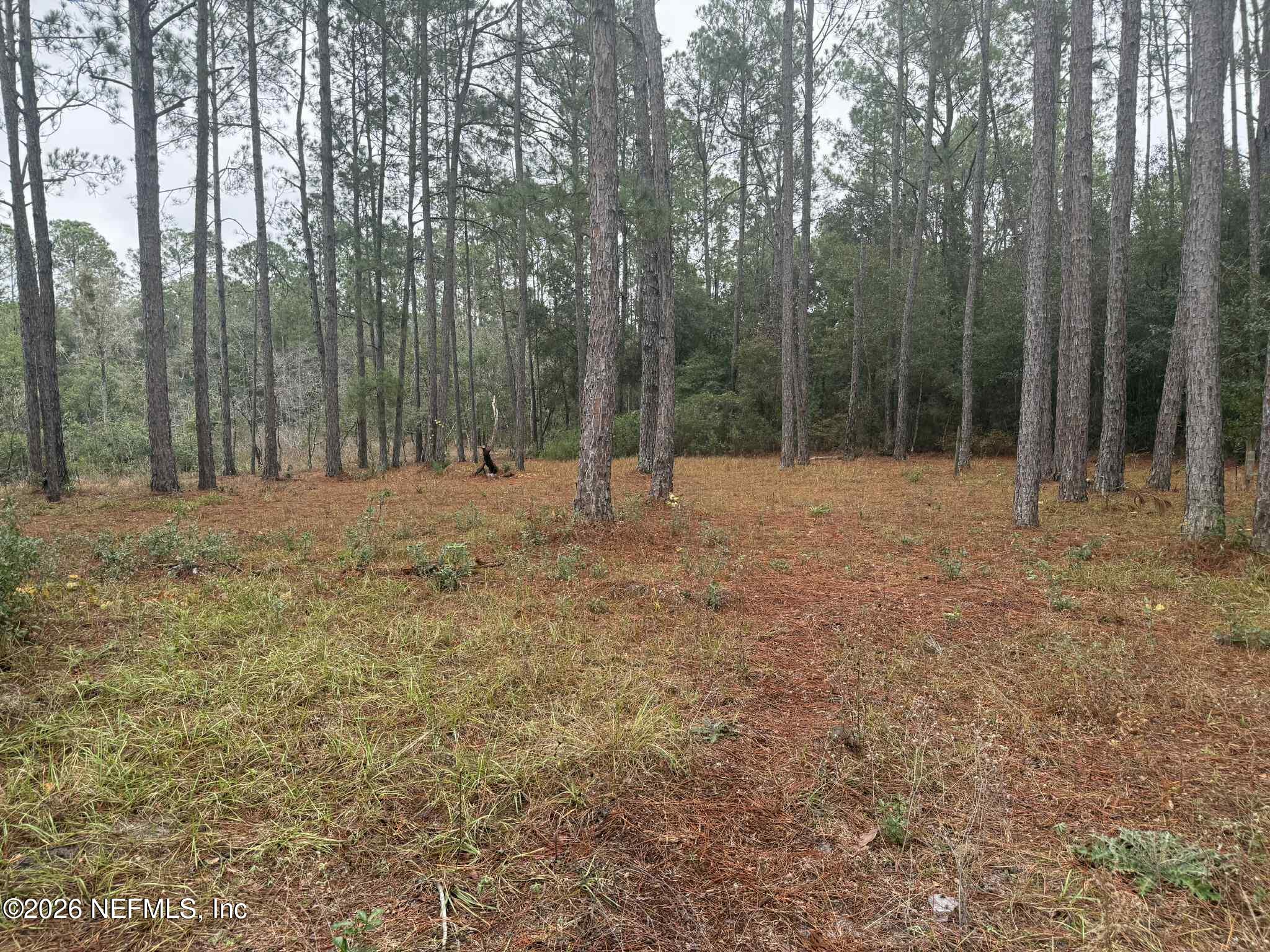 115 Chapel Lane Hawthorne, FL 32640 - Photo 3 of 23 a view of outdoor space with trees