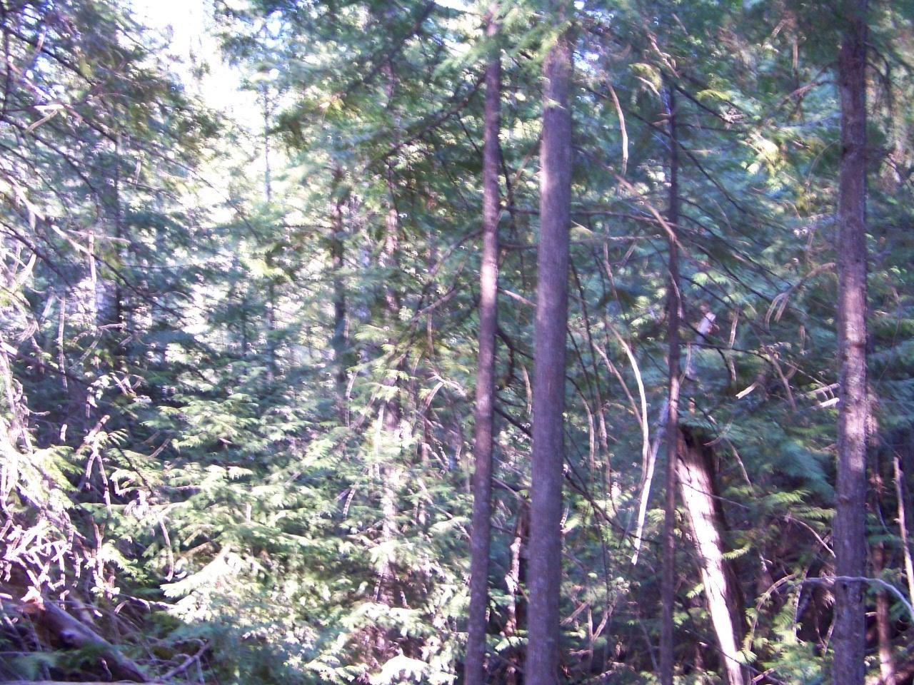 473 Reynolds Creek Road Cusick, WA 99119 - Photo 10 of 26 Gallery Image 10
