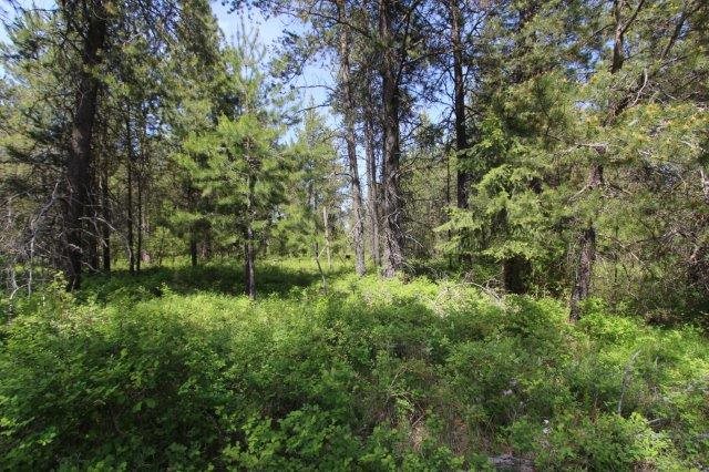 35926 North Conklin Road Elk, WA 99009 - Photo 1 of 15