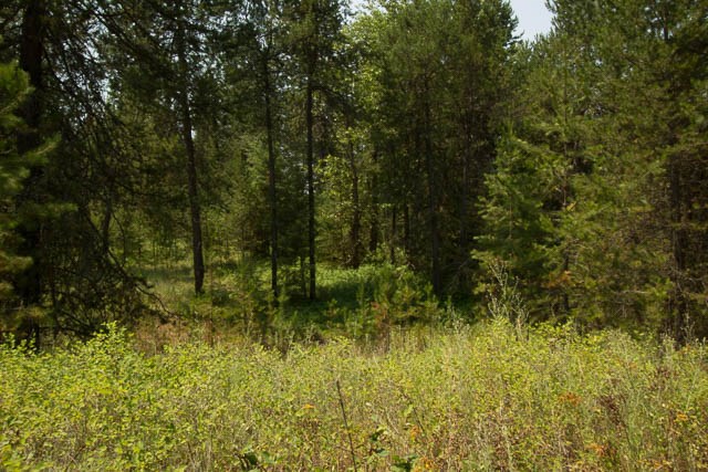 35926 North Conklin Road Elk, WA 99009 - Photo 14 of 15