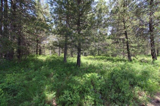 35926 North Conklin Road Elk, WA 99009 - Photo 4 of 15