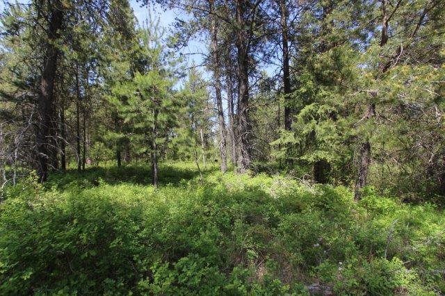 35926 North Conklin Road Elk, WA 99009 - Photo 6 of 15
