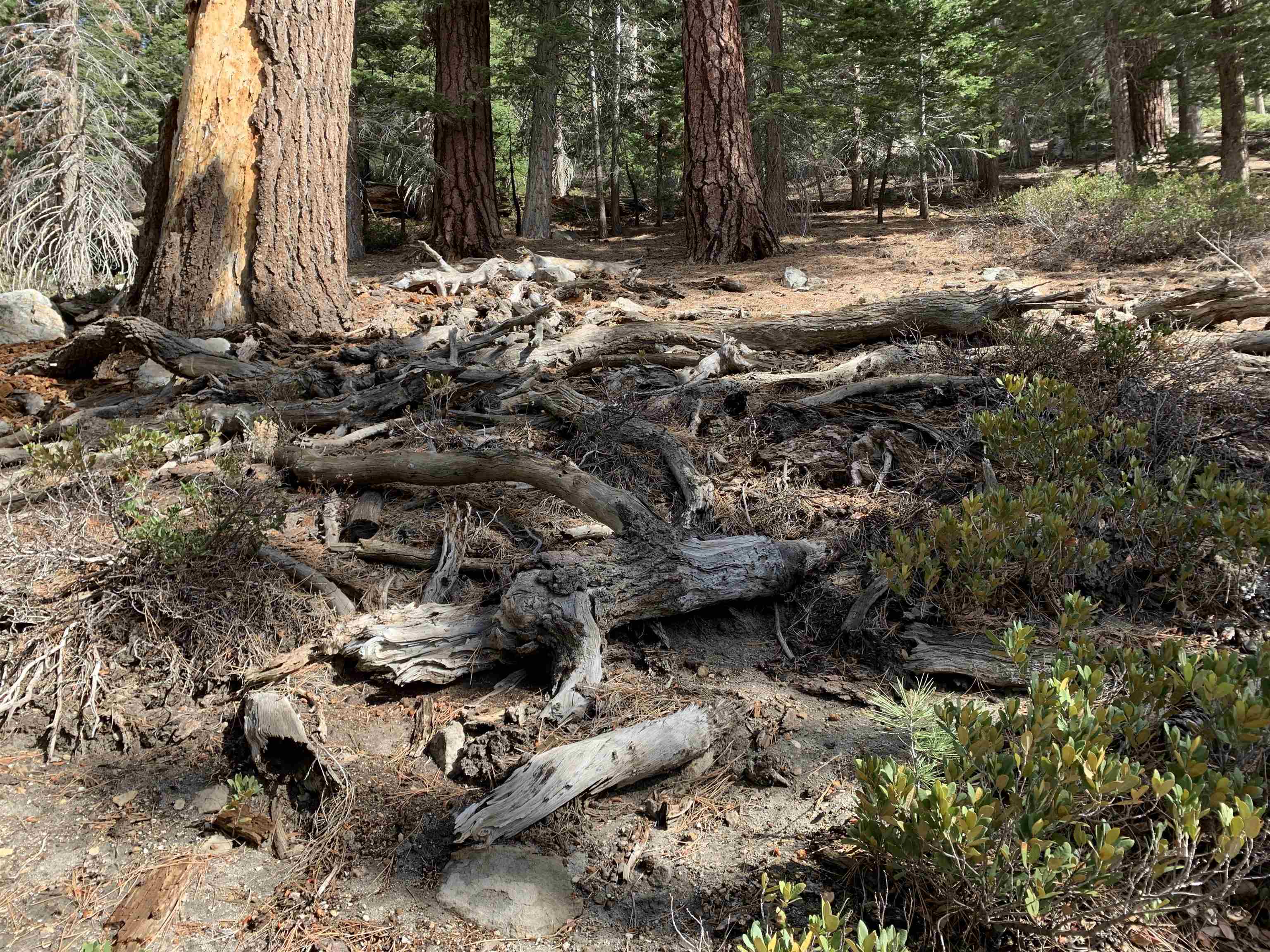 a view of outdoor space with trees