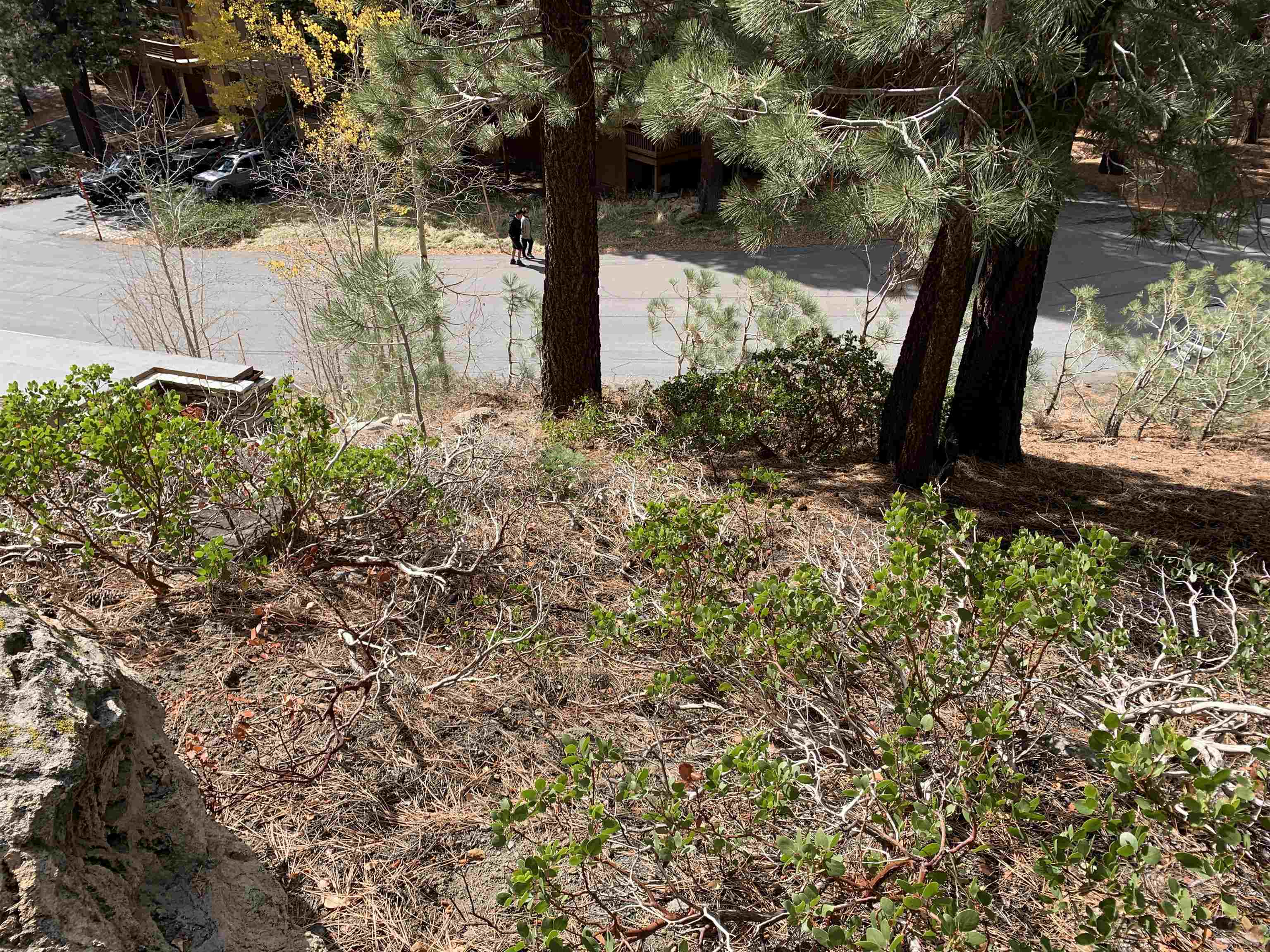 190 Grindelwald Road Mammoth Lakes, CA 93546 - Photo 3 of 6 a view of a garden with a tree