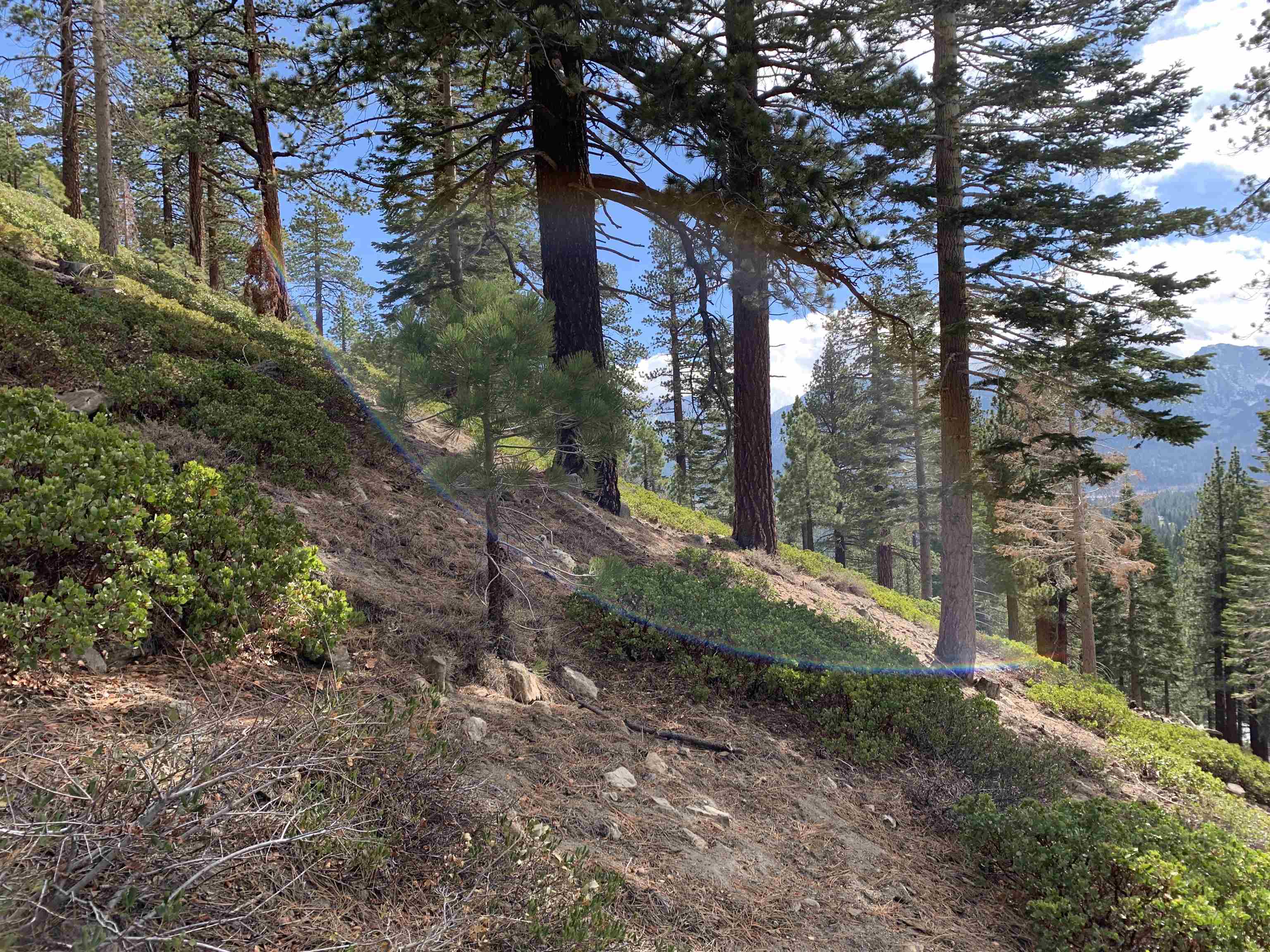 190 Grindelwald Road Mammoth Lakes, CA 93546 - Photo 5 of 6 a backyard of a house with lots of green space