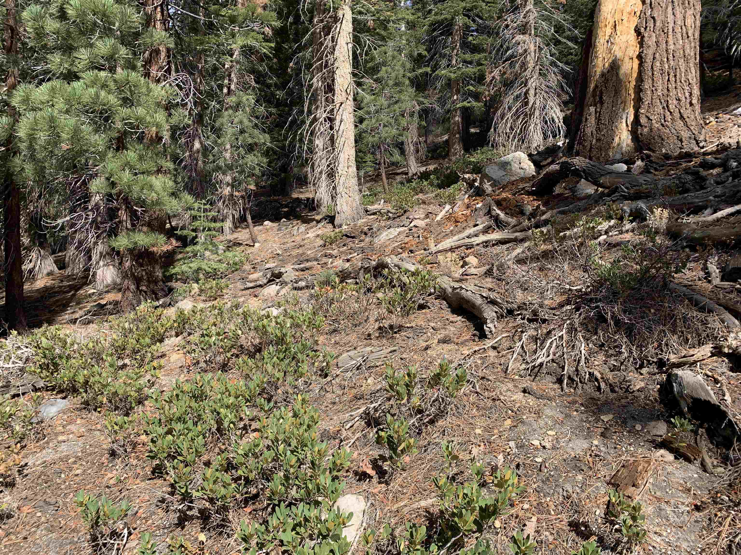 190 Grindelwald Road Mammoth Lakes, CA 93546 - Photo 6 of 6 a view of a dry yard with trees