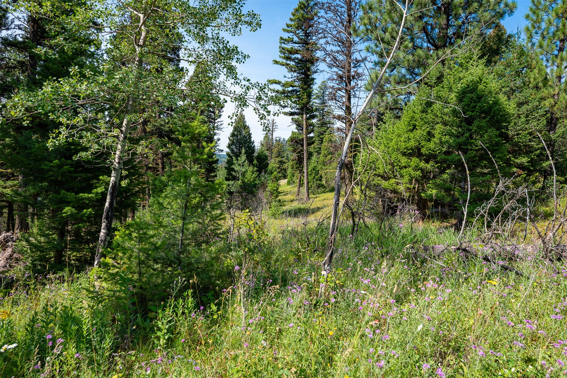 2 2 Bear Springs Road Lincoln, MT 59639 - Photo 14 of 55 Gallery Image 14