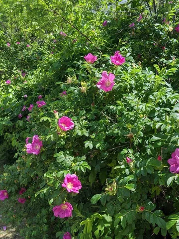 $530,000 | 1450 Harpswell Neck Road, Harpswell, ME 04079