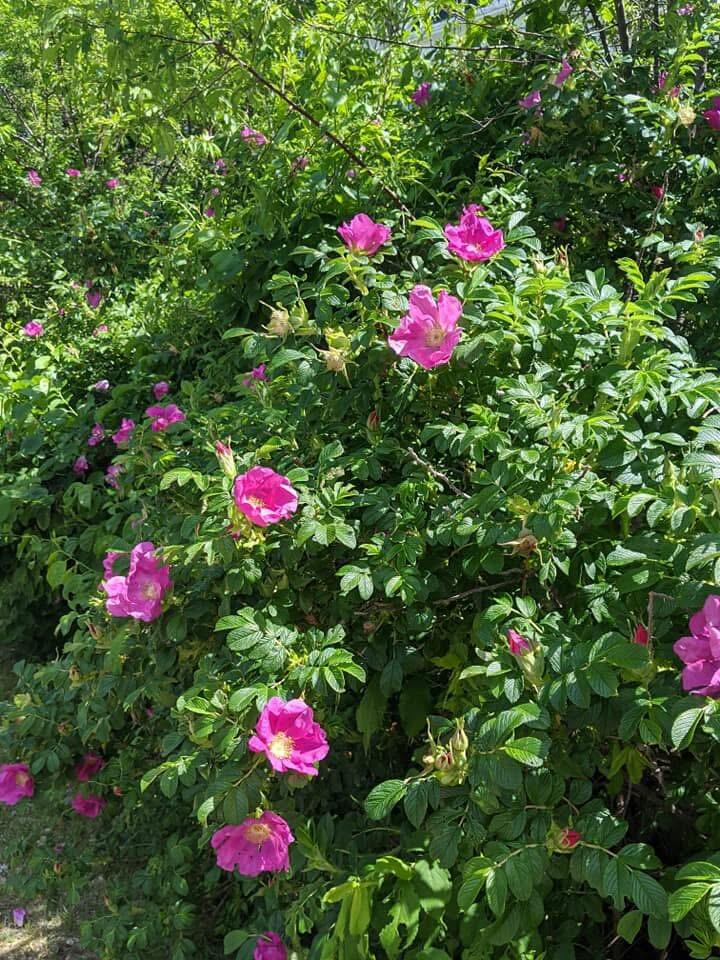 1450 Harpswell Neck Road Harpswell, ME 04079 - Photo 11 of 88 Gardens