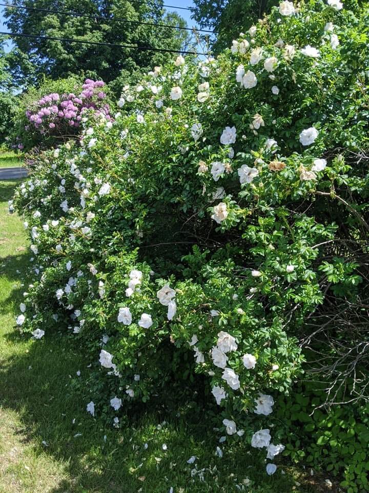 1450 Harpswell Neck Road Harpswell, ME 04079 - Photo 12 of 88 Gardens