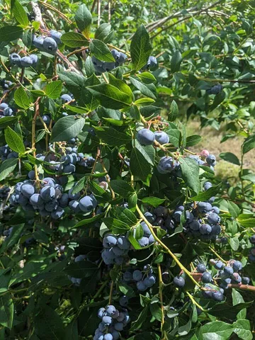 $530,000 | 1450 Harpswell Neck Road, Harpswell, ME 04079