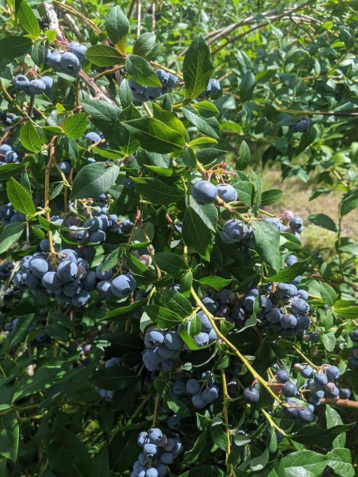 1450 Harpswell Neck Road Harpswell, ME 04079 - Photo 14 of 88 Gardens