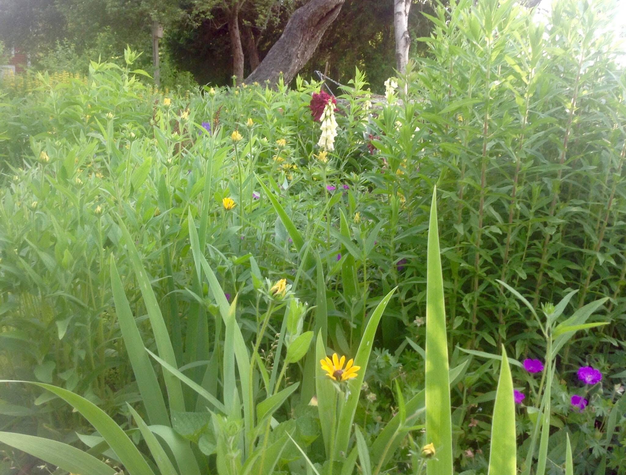 1450 Harpswell Neck Road Harpswell, ME 04079 - Photo 6 of 88 Gardens