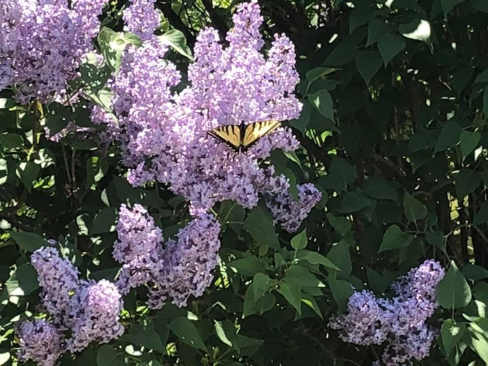 1450 Harpswell Neck Road Harpswell, ME 04079 - Photo 7 of 88 Gardens