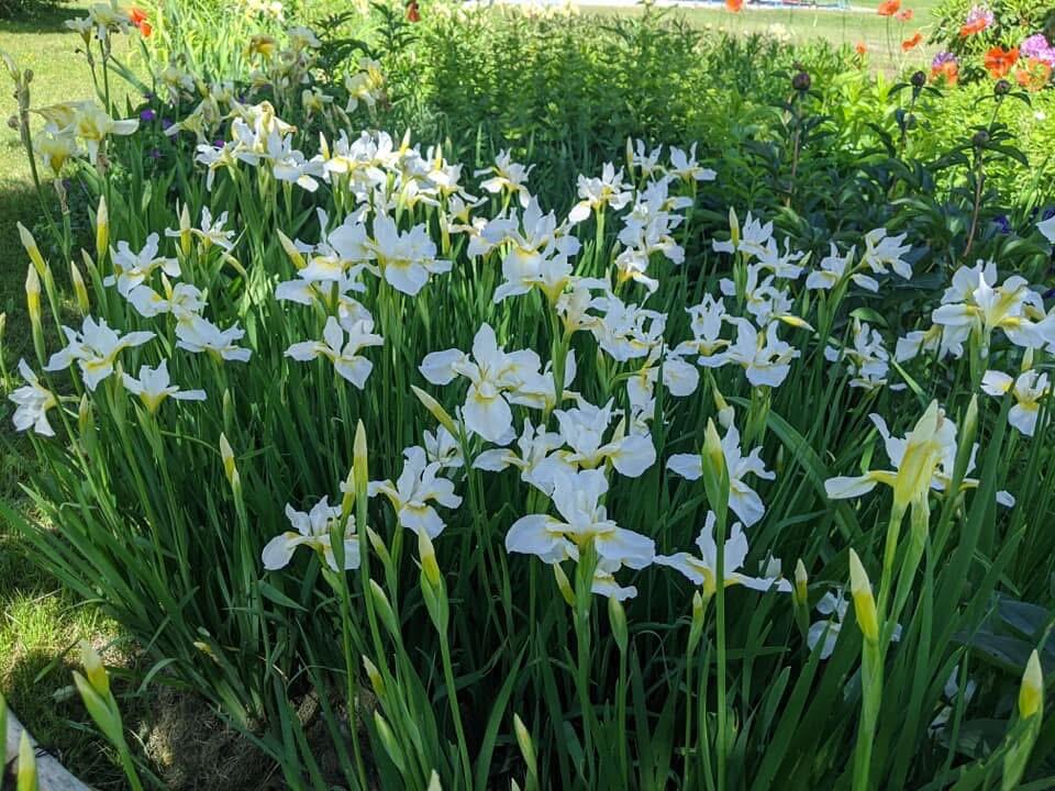 1450 Harpswell Neck Road Harpswell, ME 04079 - Photo 8 of 88 Gardens