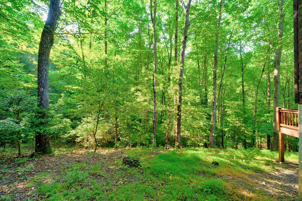 584 Laurel Ridge Drive Blue Ridge, GA 30513 - Photo 45 of 49 a view of a lush green forest
