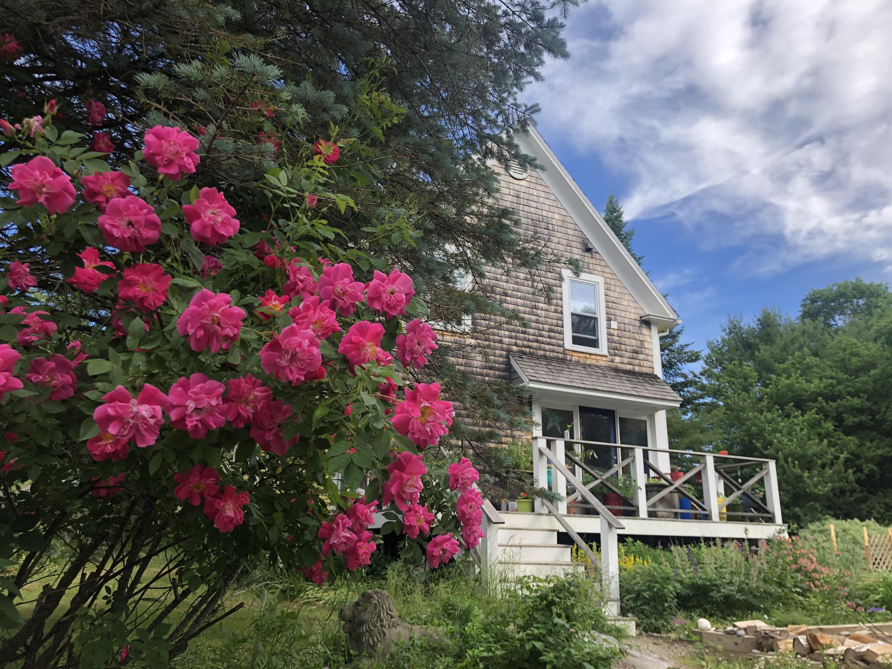 547 Jones Woods Road Newcastle, ME 04553 - Photo 43 of 47 Front with roses