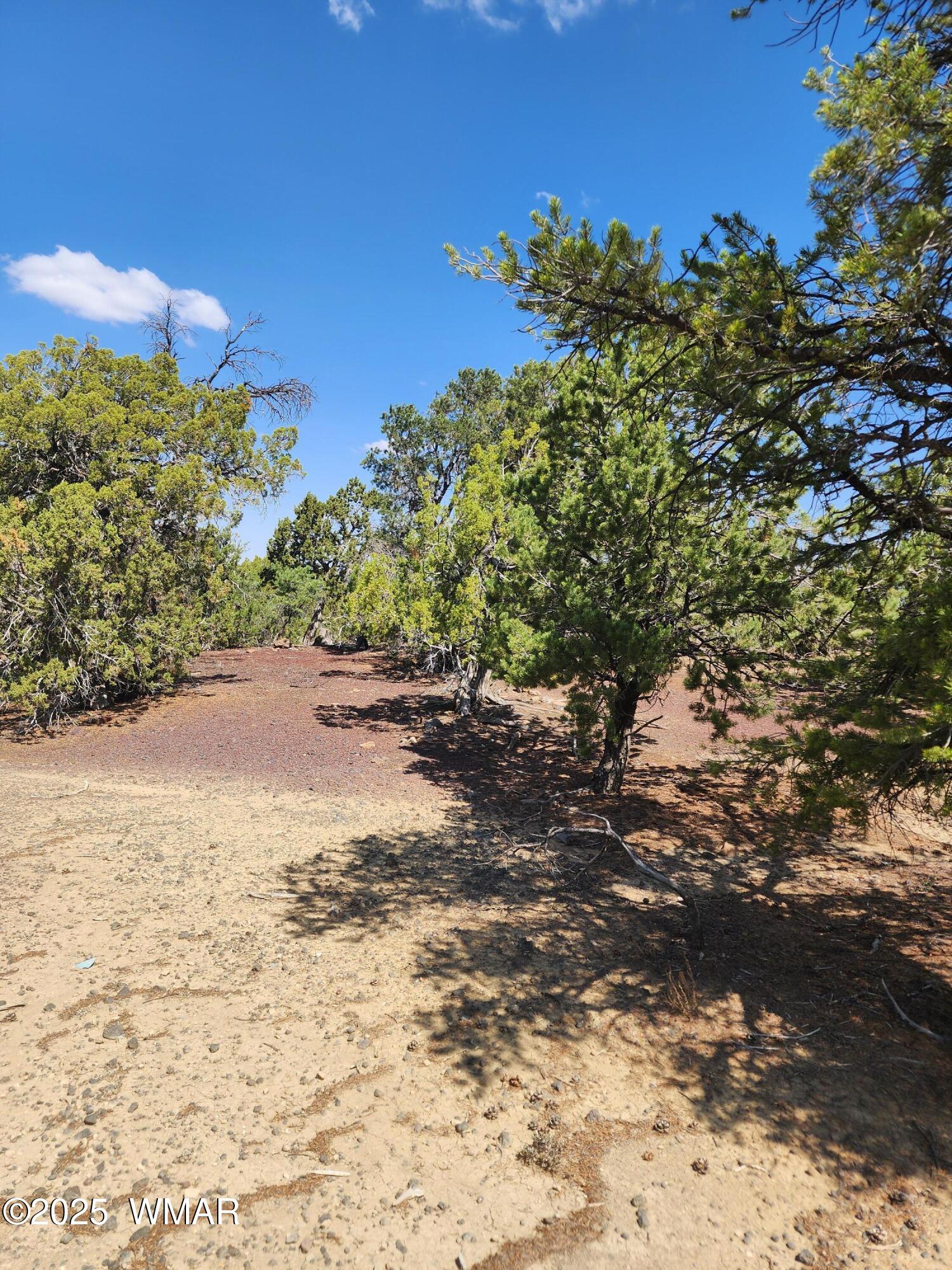 15 County Road, Unit 2 Concho, AZ 85924 - Photo 3 of 7 20250821_104004