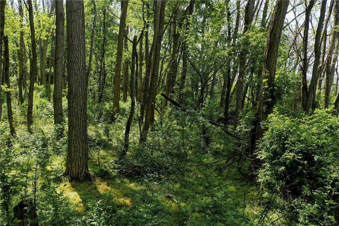 850 Davy Road Torrey, NY 14527 - Photo 13 of 22