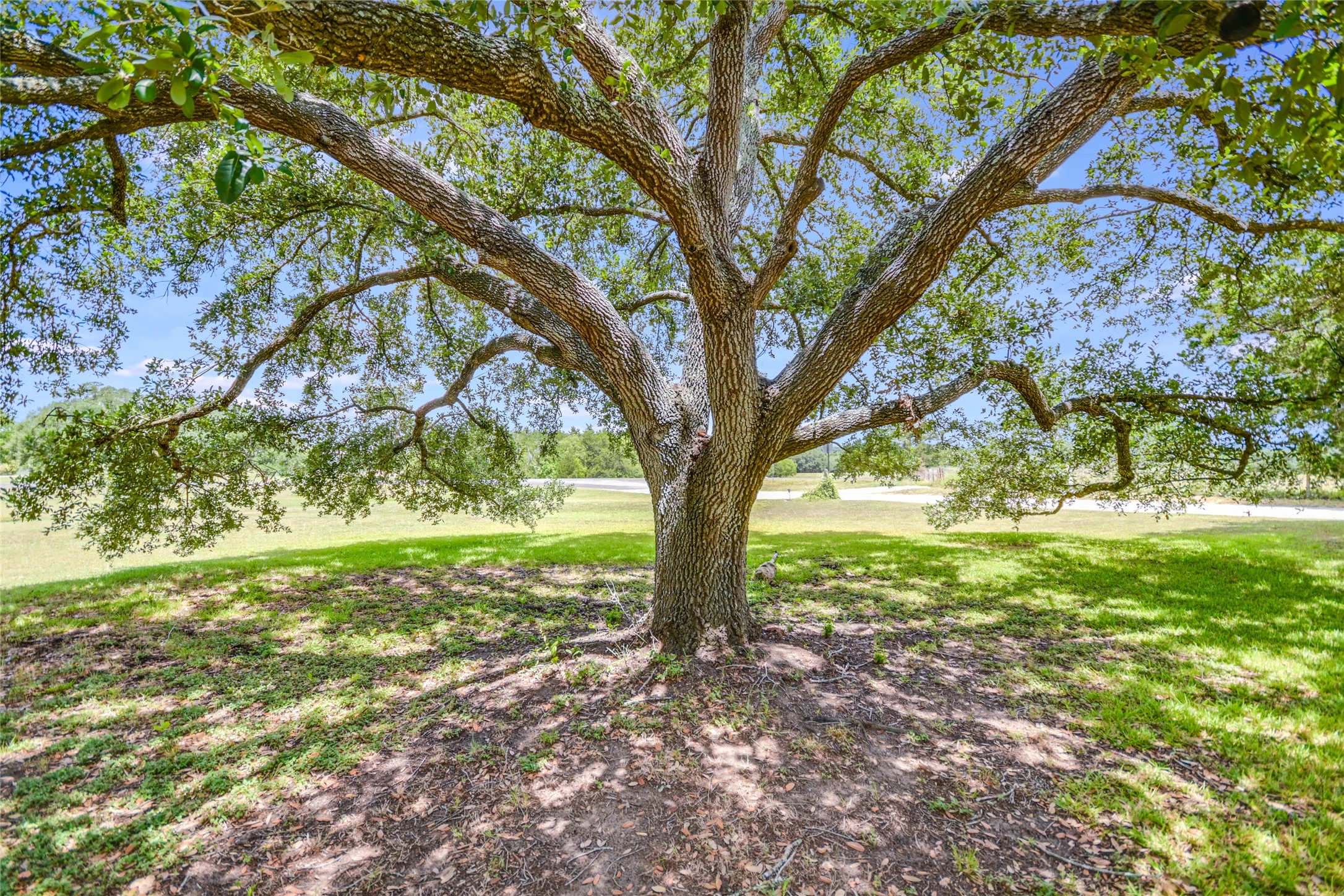 6569 Cutoff Road Fayetteville, TX 78940 - Photo 26 of 39