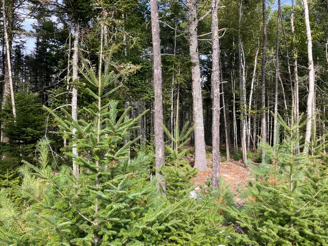 $199,000 | Lot 5 Bluff Road, Bar Harbor, ME 04609