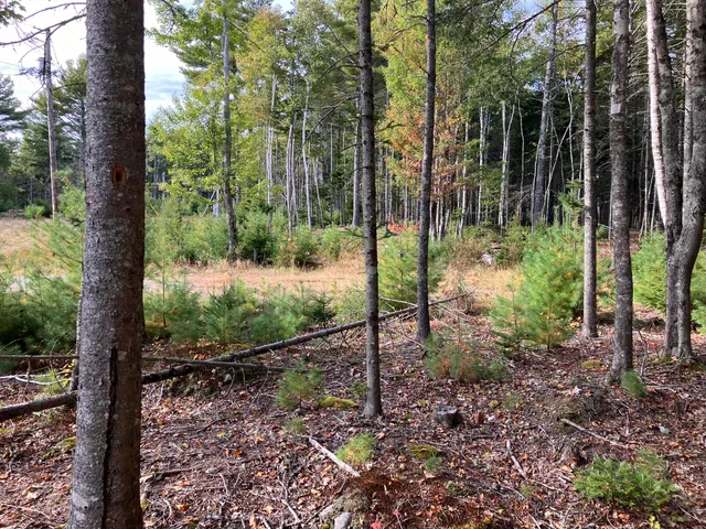 $199,000 | Lot 5 Bluff Road, Bar Harbor, ME 04609